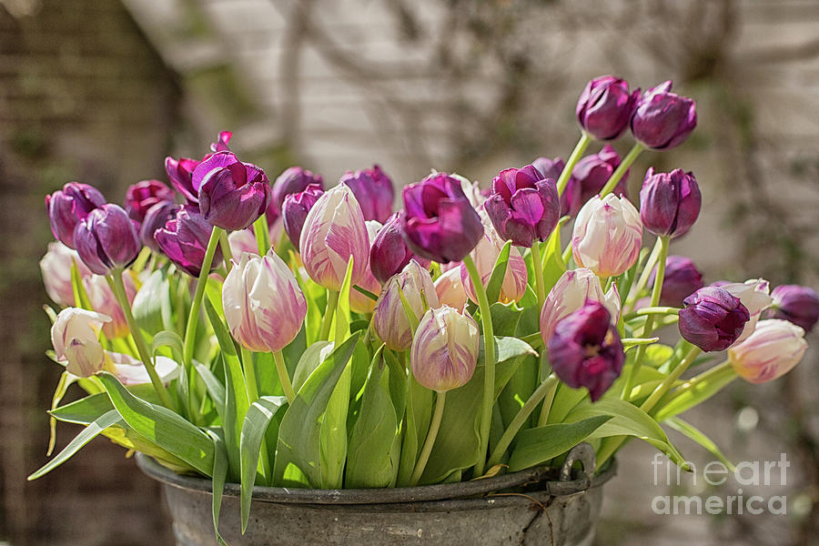 Tulips in a bucket Photograph by Patricia Hofmeester