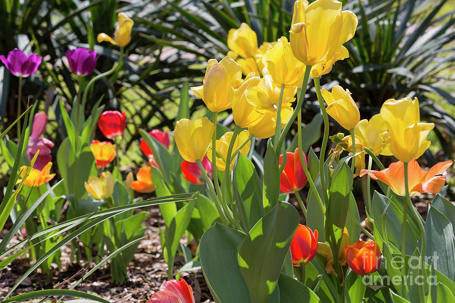 Tulips in a garden in spring Photograph by Louise Heusinkveld