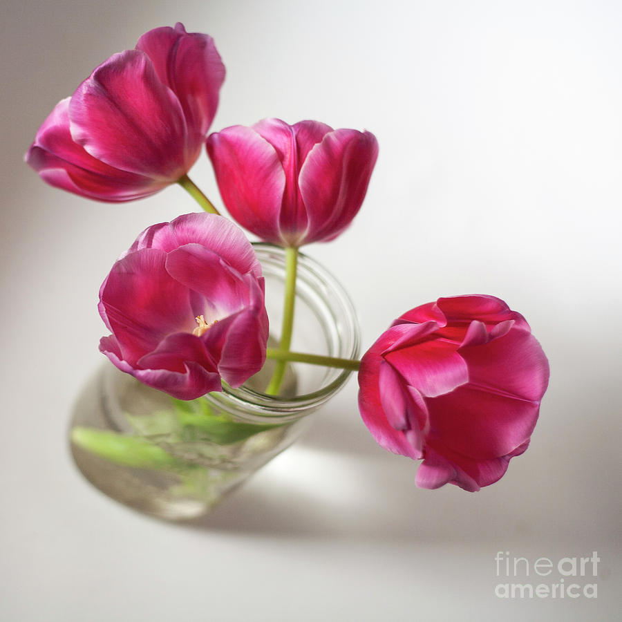 Tulips In A Jar Photograph