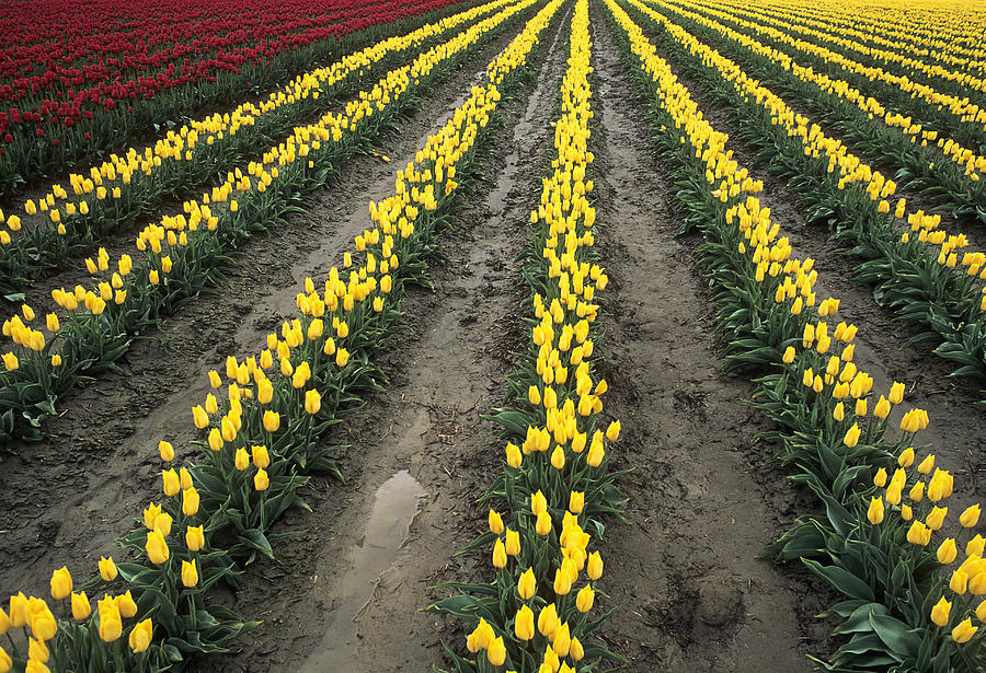 Tulips in a Row Photograph by Doug Davidson
