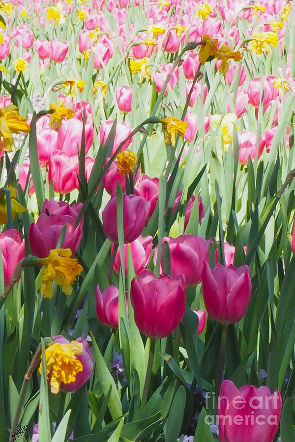Tulips In A Spring Garden Photograph