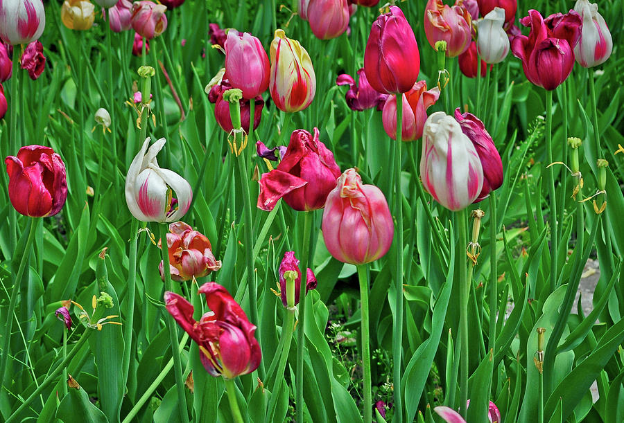 Tulips in Amsterdam Photograph by Denise Elfenbein