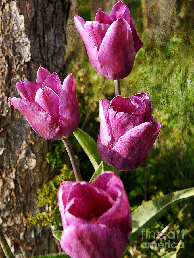 Tulips in an English Garden  Photograph by Brenda Kean