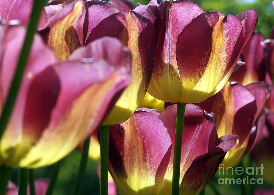 Tulips In Backlight 1 Photograph by Rudi Prott