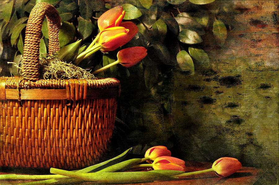 Tulips in Basket Photograph by Diana Angstadt