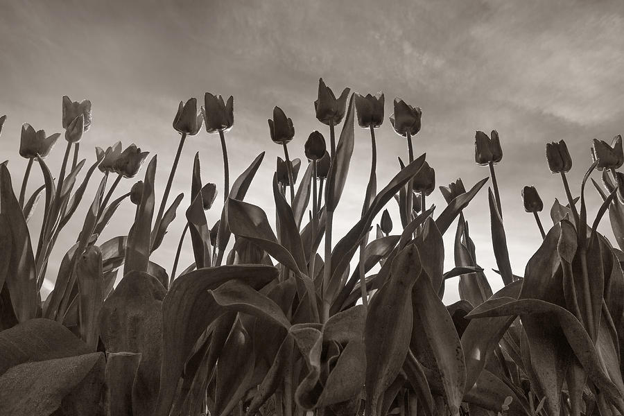 Tulips in Black and White Photograph by Bob Stevens