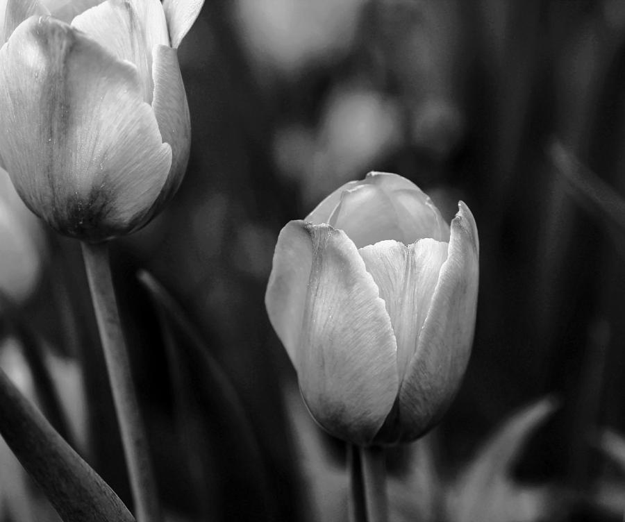 Tulips In Black And White Photograph by Debbie Oppermann