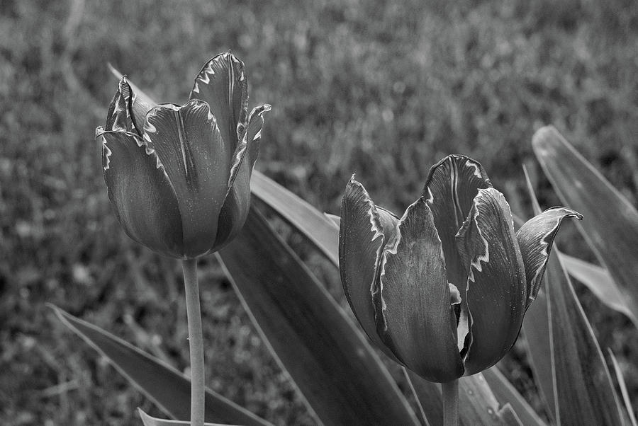 Tulips in Black and White Photograph by Dorin Adrian Berbier