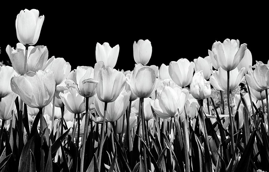 tulips in Black and white Photograph by John Babis