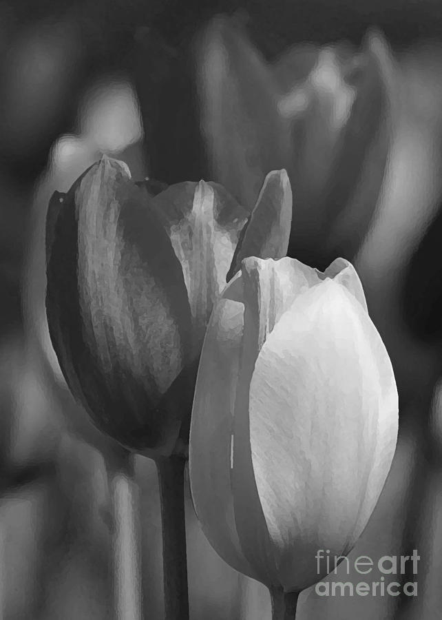 Tulips in Black and White Photograph by Robert Suggs