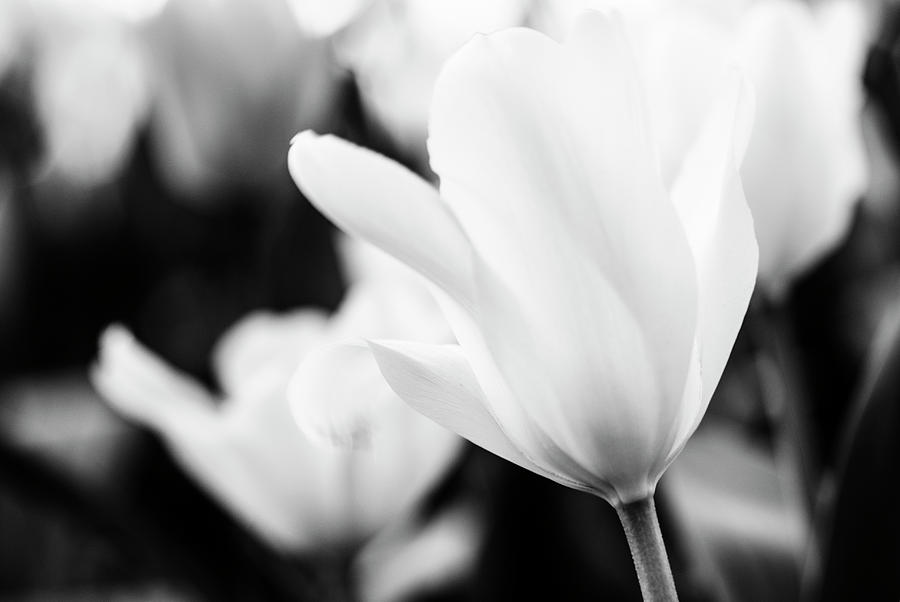 Tulips in black and white Photograph by Vishwanath Bhat
