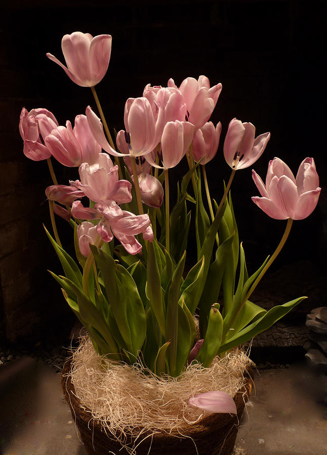 TULIPS in BLACK Photograph by Margie Avellino