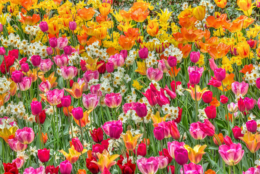 Tulips in Bloom Photograph by Nadia Sanowar