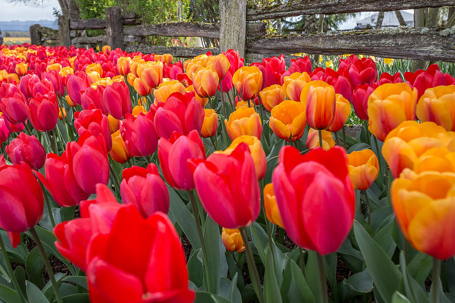 Tulips in Bloom Photograph by Scott Law