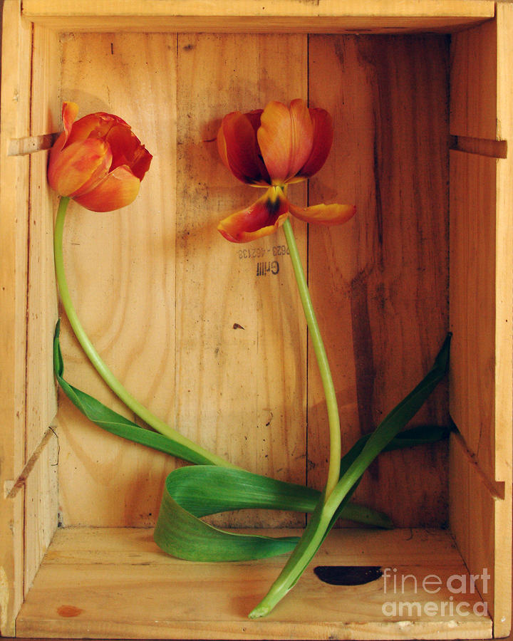 Tulips In Box Study 2 Photograph by Georgia Sheron