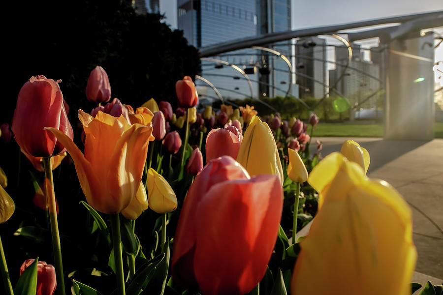 Tulips in Chicagos Millenium Park Photograph by Sven Brogren
