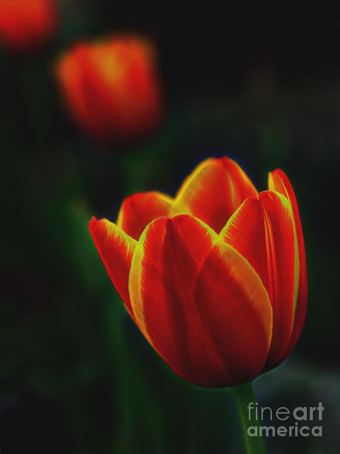 Tulips In Contrast Photograph