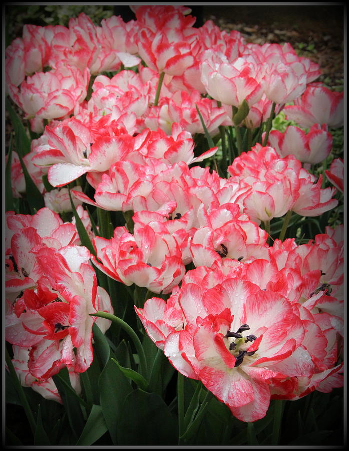 Tulips In Coral And White Photograph By Dora Sofia Caputo Pixels 1500