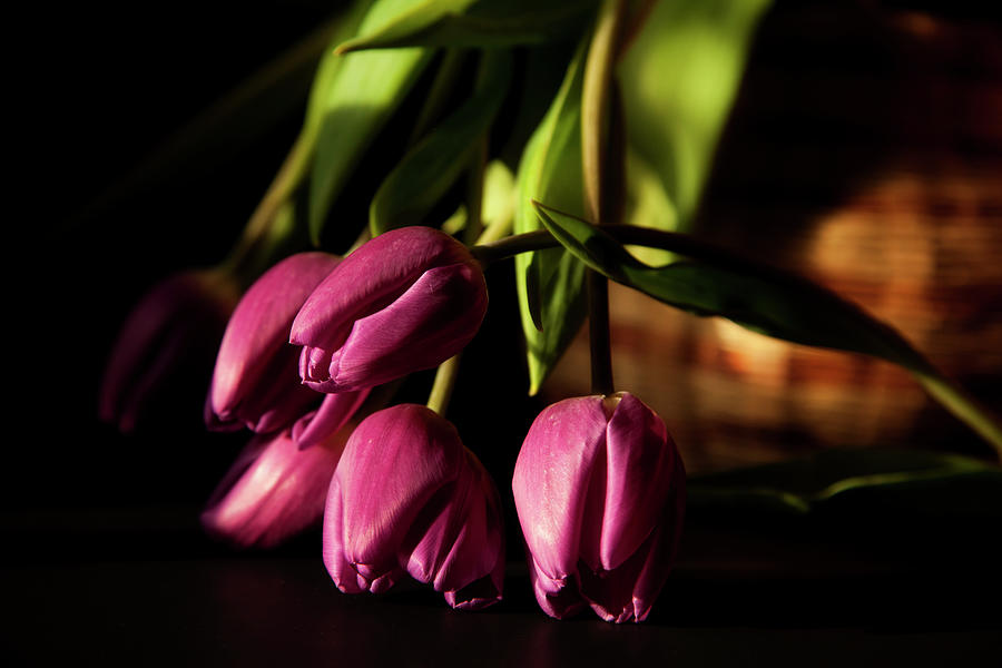 Tulips in evening sunlight Photograph by Toni Hopper