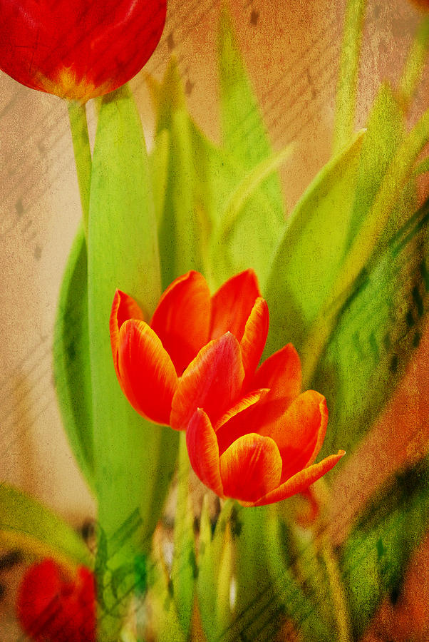 Flower Photograph - Tulips in Harmony by Mary Timman