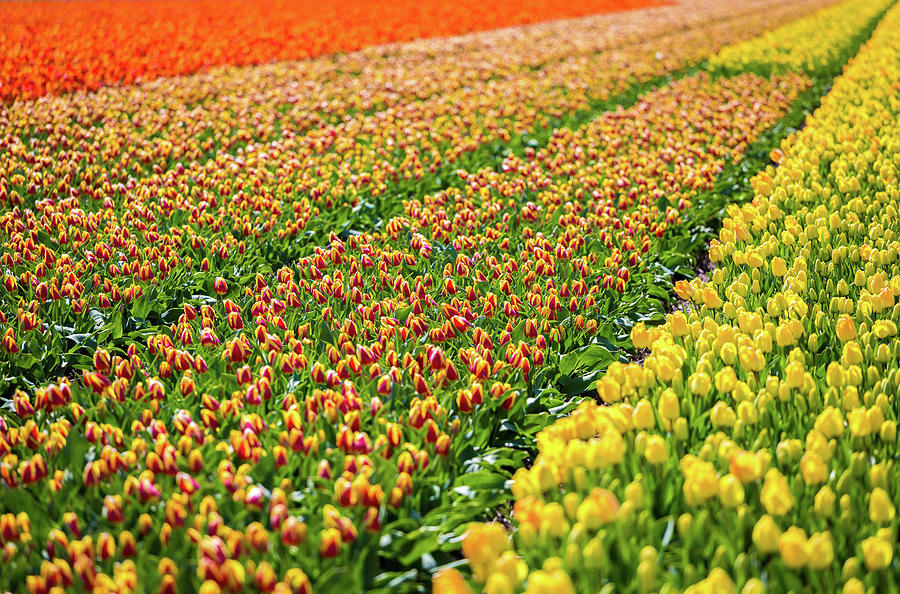 Tulips in Holland Photograph by Francesco Riccardo Iacomino
