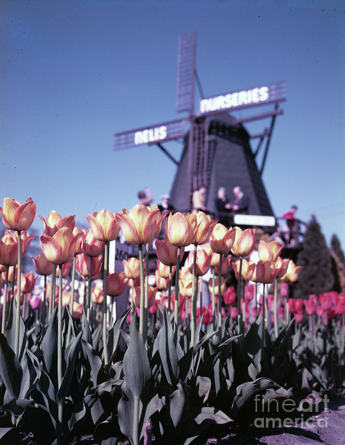 Tulip Photograph - Tulips in Holland Michigan by The Harrington Collection