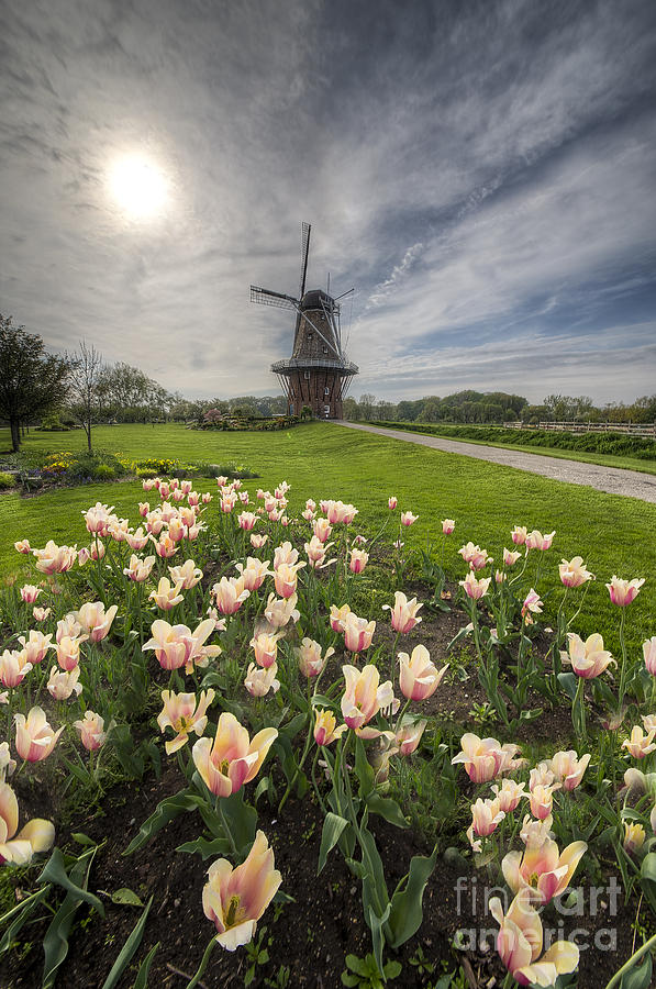 Tulip Photograph - Tulips in Holland by Twenty Two North Photography