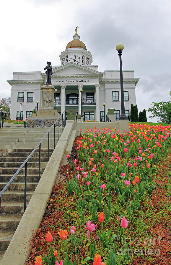 Tulips in Jackson County Photograph by Jennifer Robin