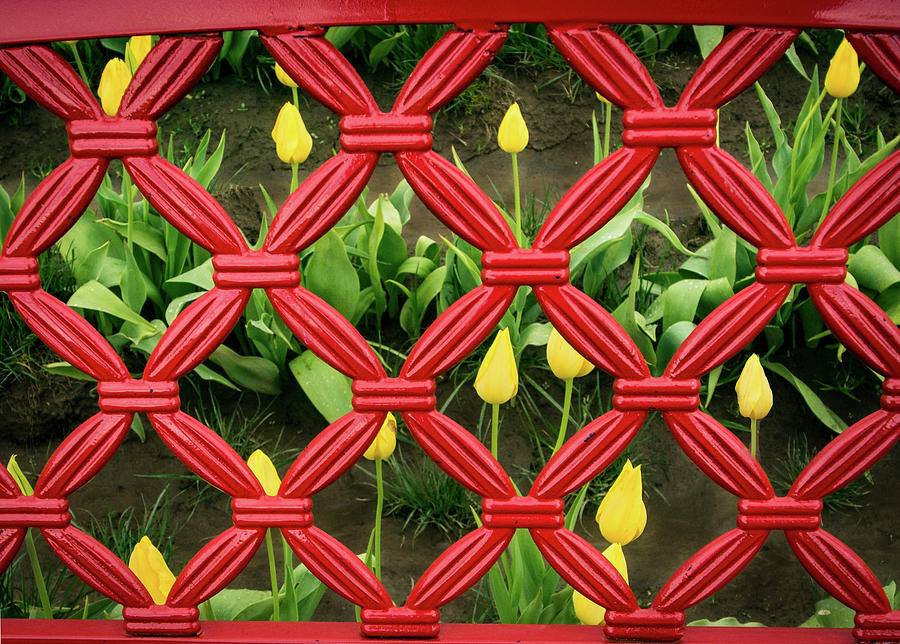 Tulips in Jail Photograph by Jean Noren