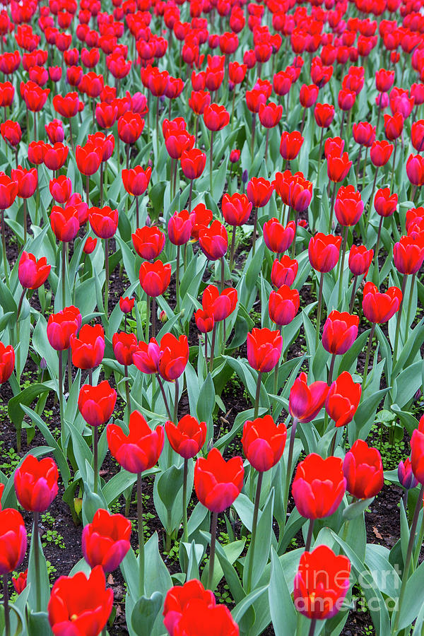 Tulips In Kristiansund, Norway Photograph
