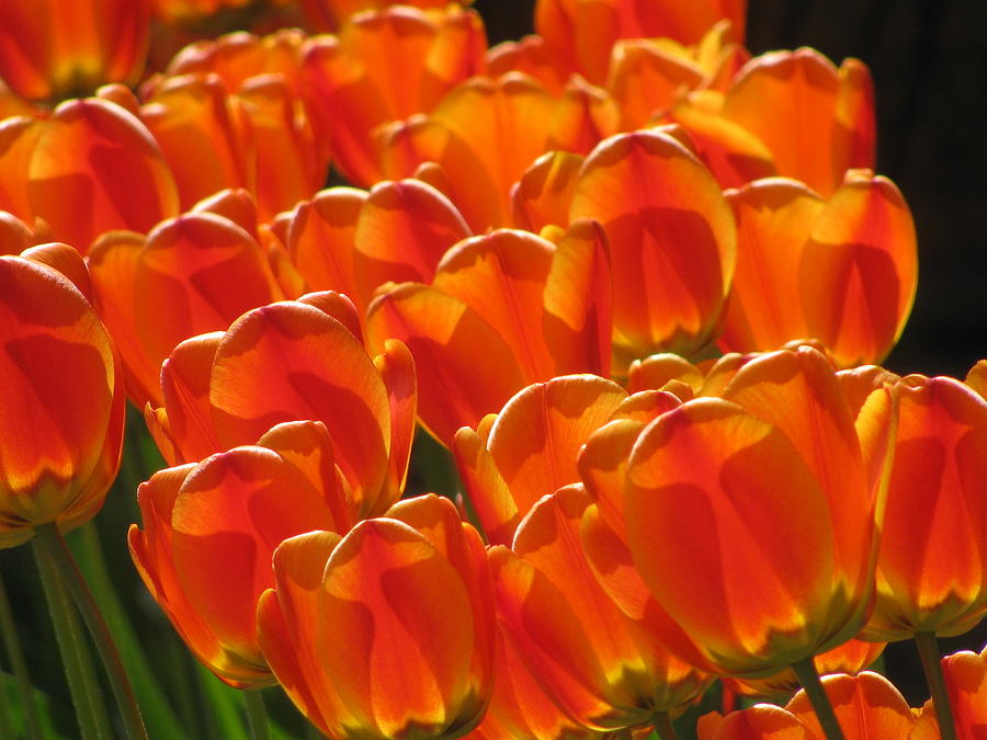 Tulips In Light Photograph by Alfred Ng