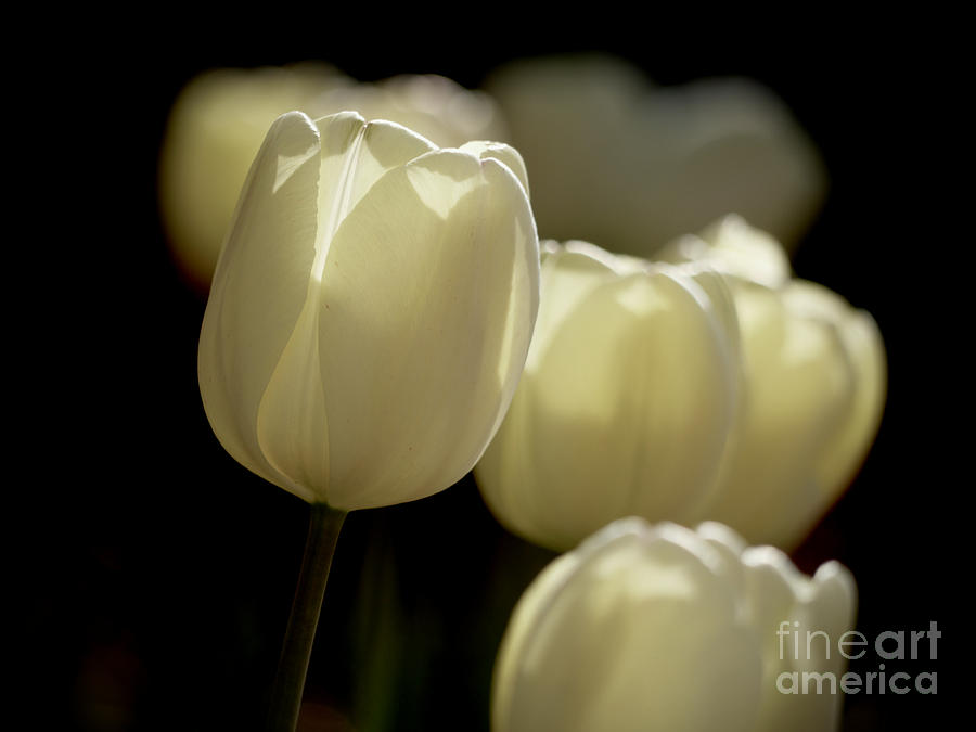 Tulips in Light Photograph by Rachel Morrison