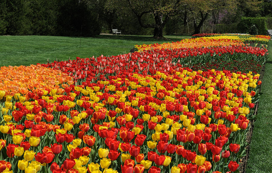 Tulips In Longwood Gardens Photograph by Terese Loeb Kreuzer