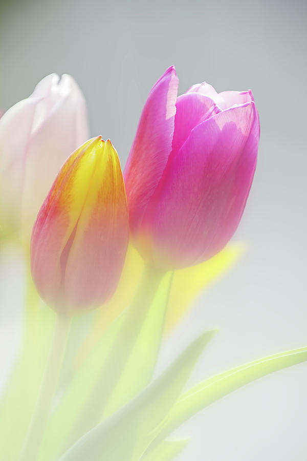 Tulips in Mist 1 Digital Art by Terry Davis