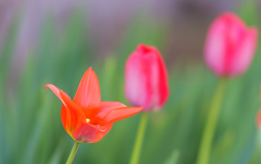 Tulips in my garden Photograph by Rainer Kersten