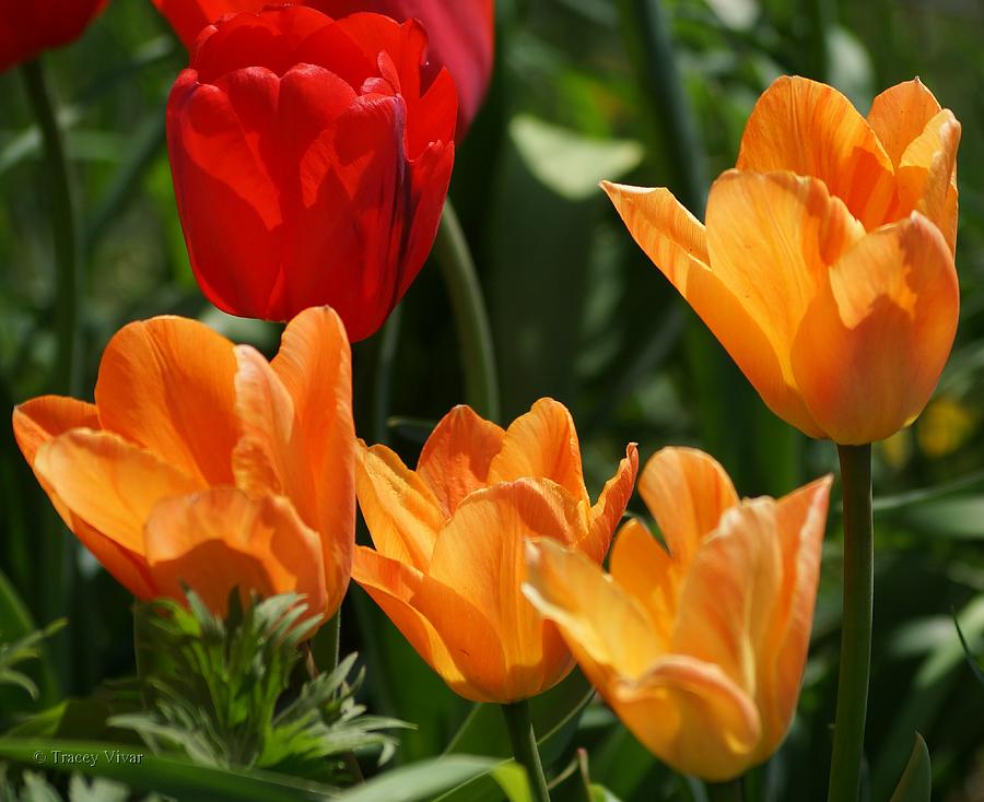 Tulips in Orange and Red Photograph by Tracey Vivar
