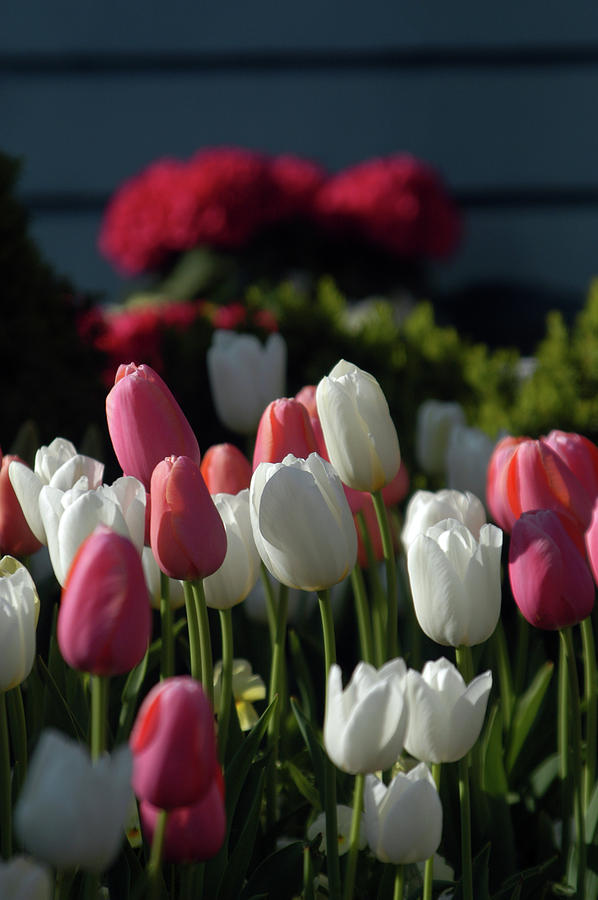Tulips In Pink And White Photograph