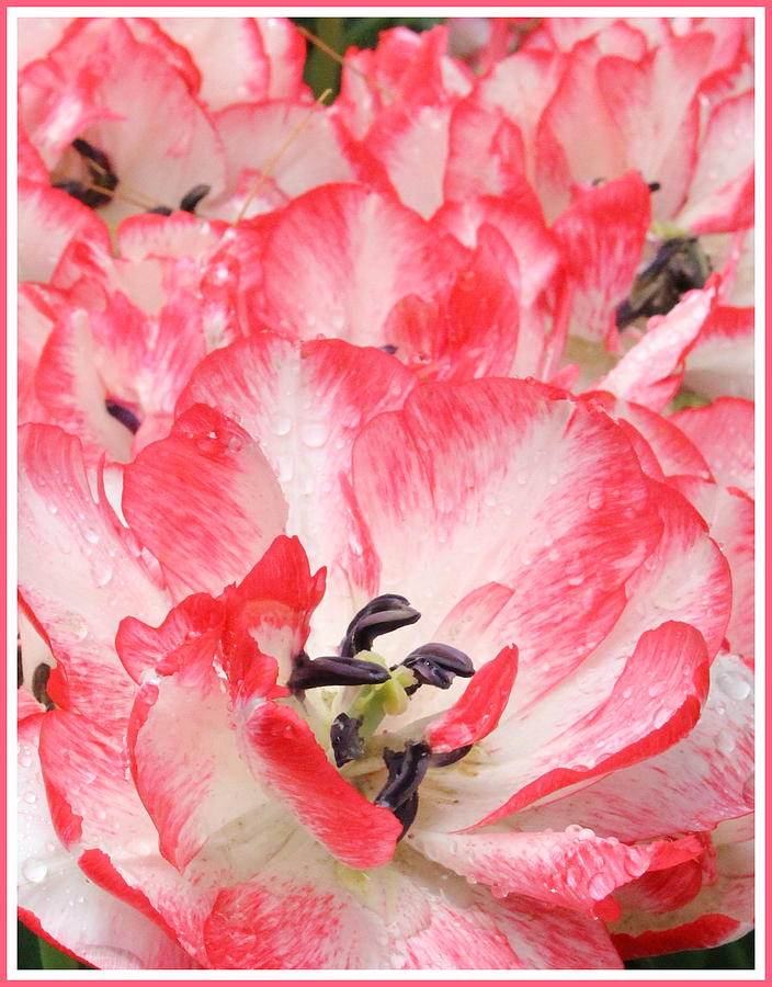 Tulips in Pink and White Photograph by Dora Sofia Caputo