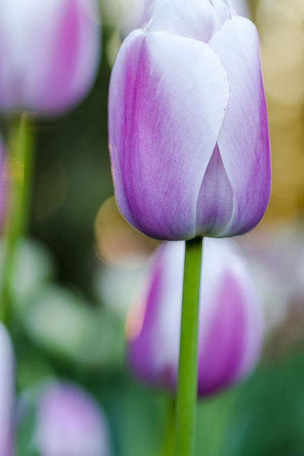 Tulips in Pink and White Photograph by Teri Virbickis