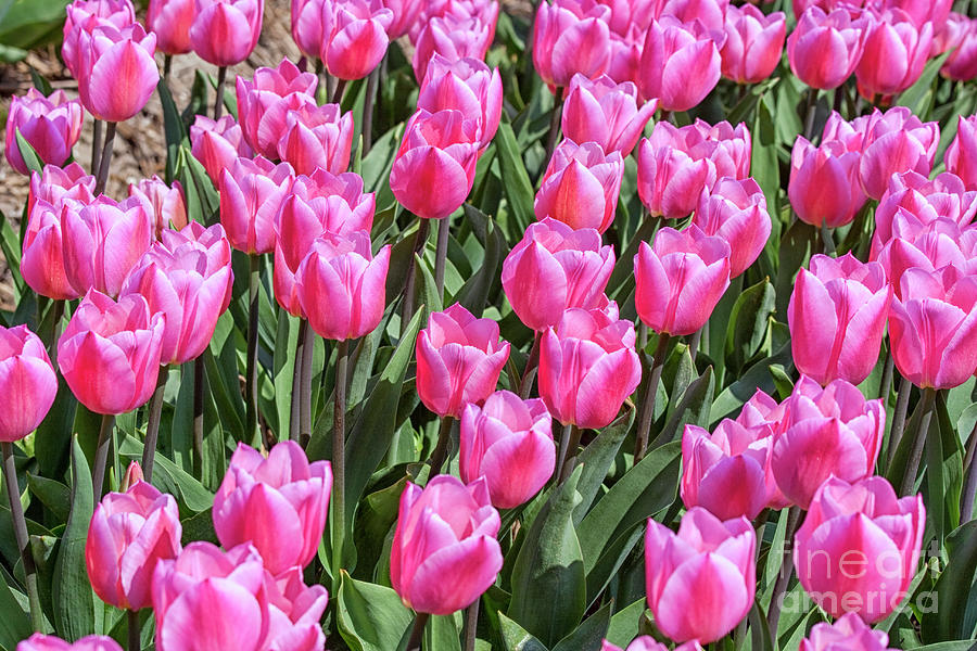 Tulips in pink color Photograph by Patricia Hofmeester