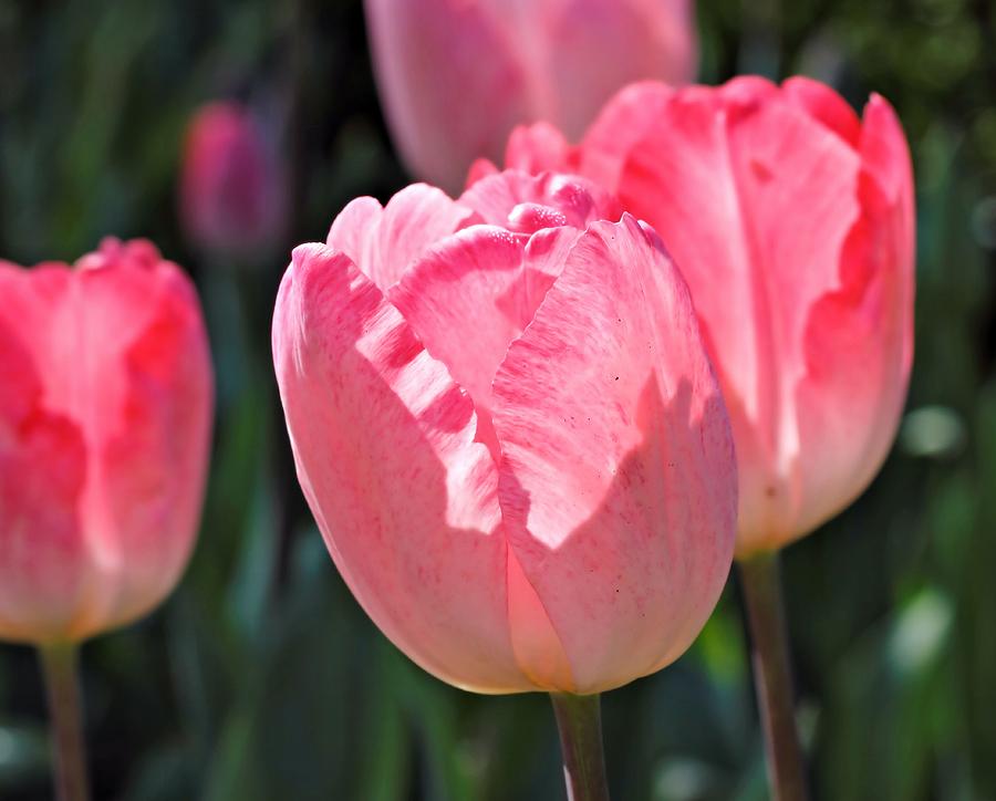 Tulips in PInk Photograph by Katherine White