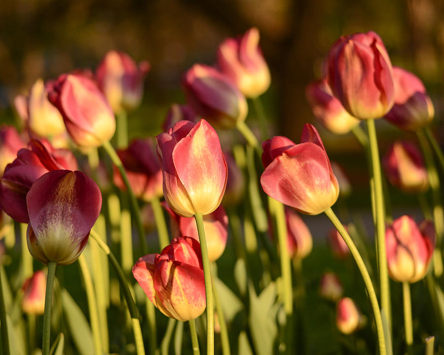 Tulips in public garden Photograph by Nicole Freedman