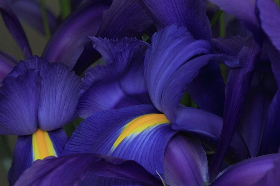 Irises n Purple Photograph by Daniel Koglin