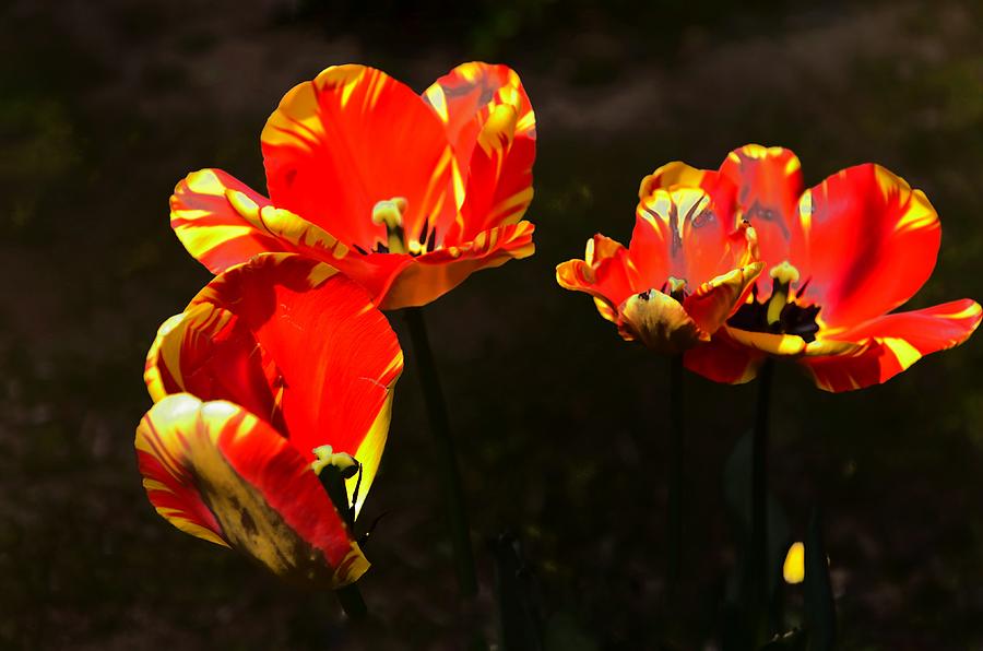 Tulips In Red And Yellow Photograph