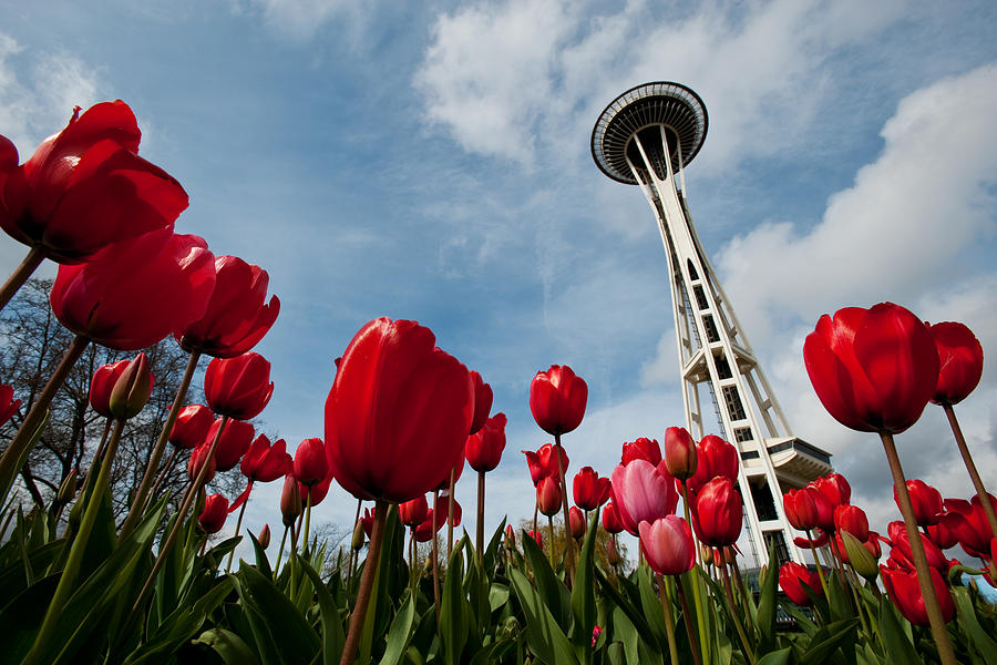 Tulips in Seattle H081 Photograph by Yoshiki Nakamura