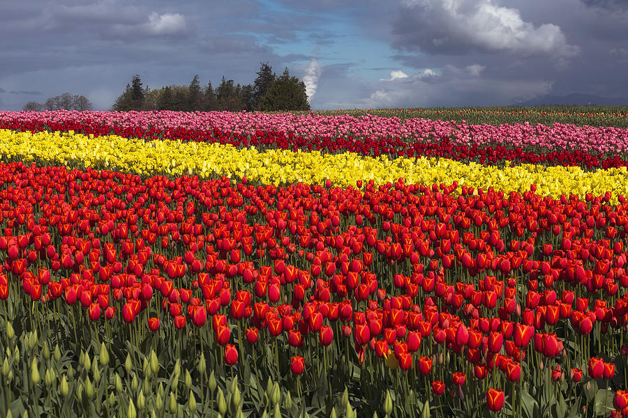 Tulips in Skagit Valley Photograph by Bob Stevens