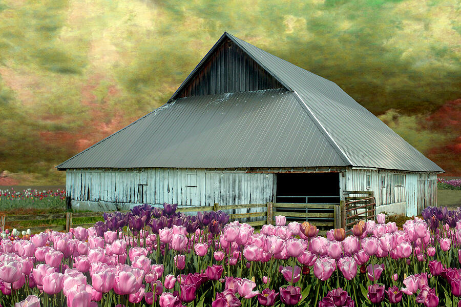 Tulips In Skagit Valley Photograph