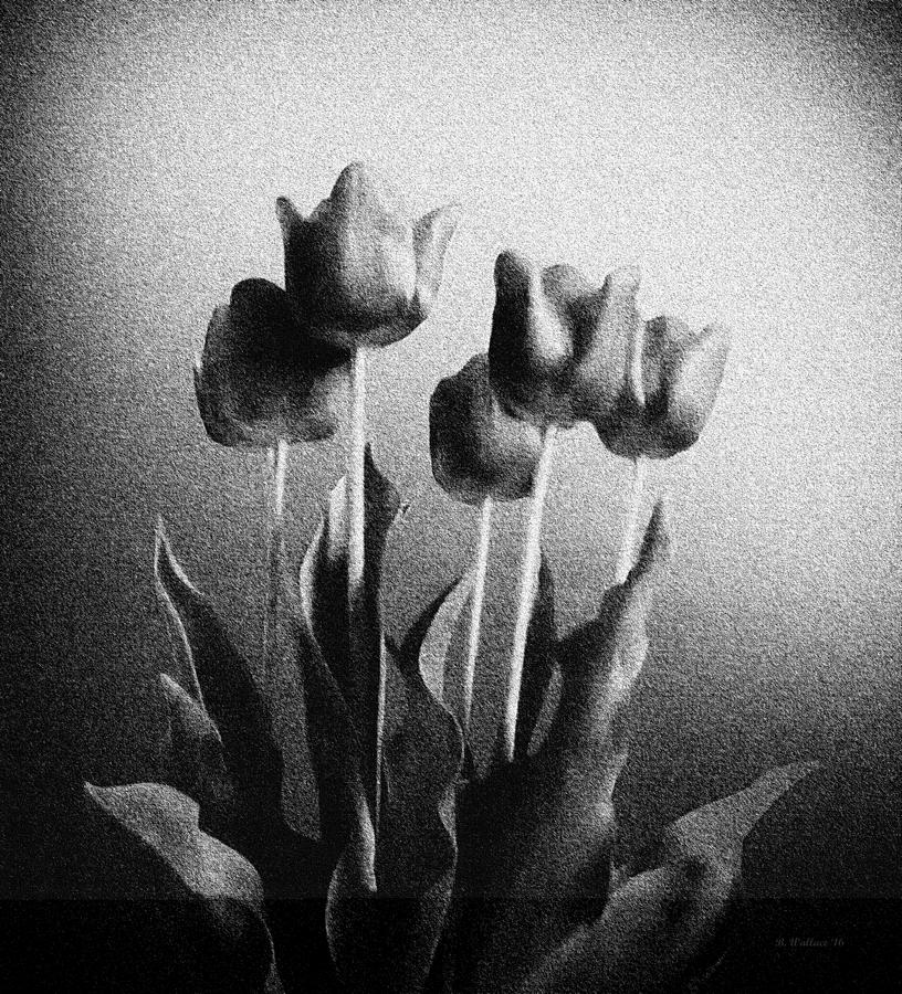 Tulips In Solidarity Photograph by Brian Wallace