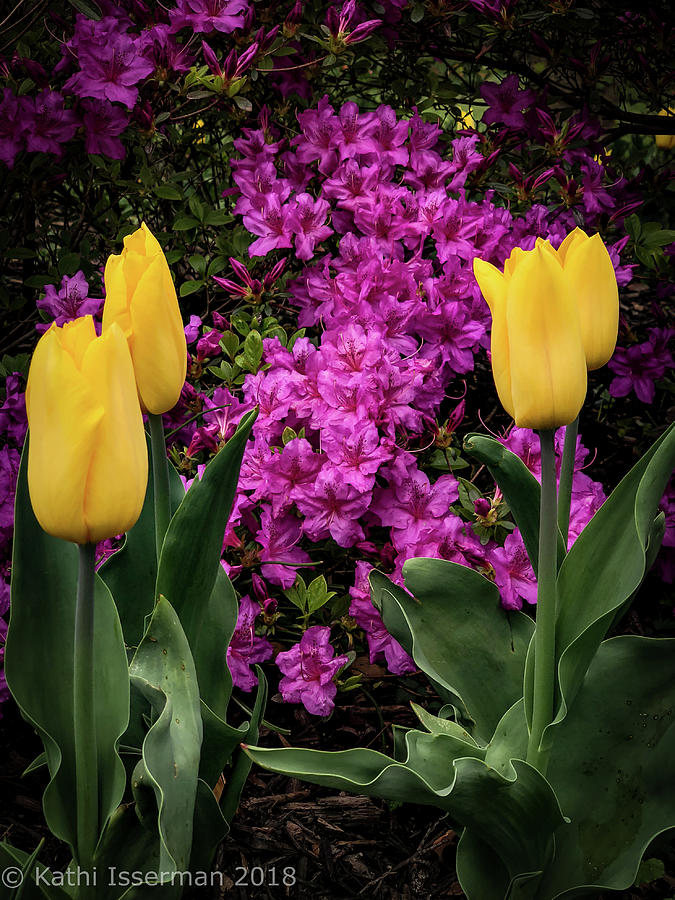 Tulips in Spring III Photograph by Kathi Isserman