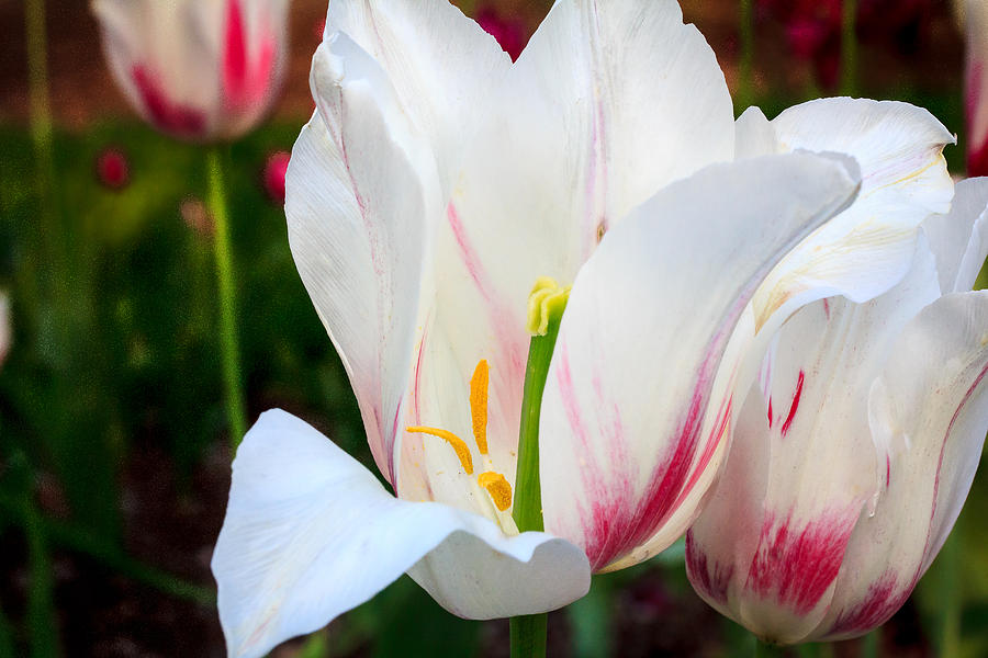 Tulips in Spring Photograph by Joni Eskridge